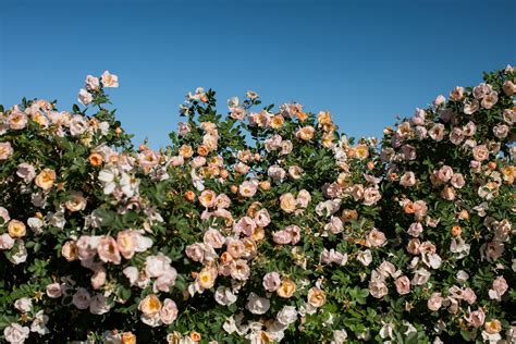 above and beyond rose