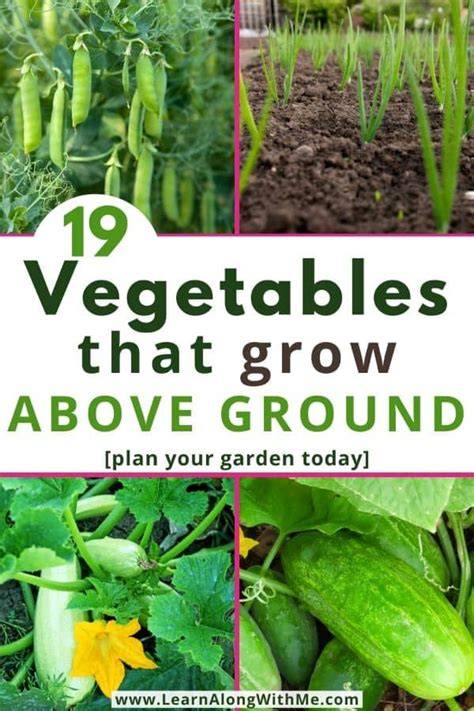 above ground vegetables