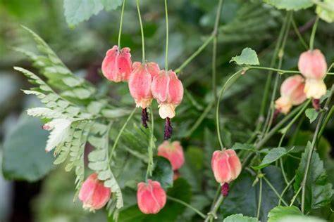 abutilon megapotamicum big bud