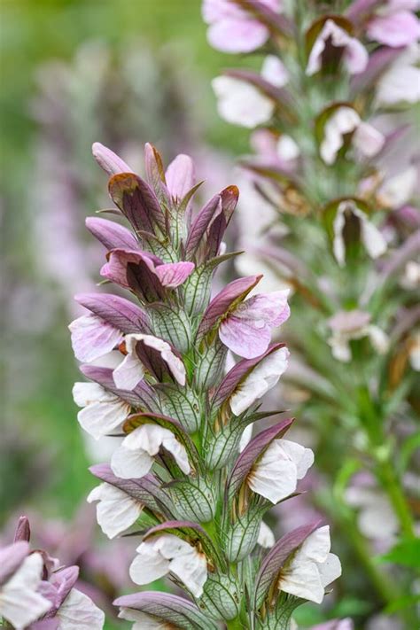 acanthus balcanicus