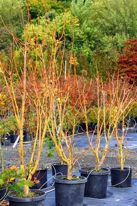 acer pacific fire