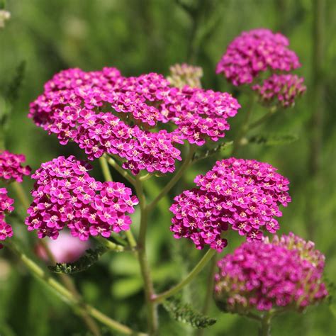 achillea cerise queen