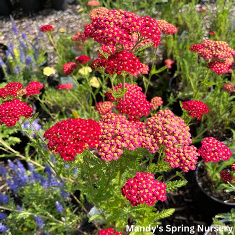 achillea strawberry seduction