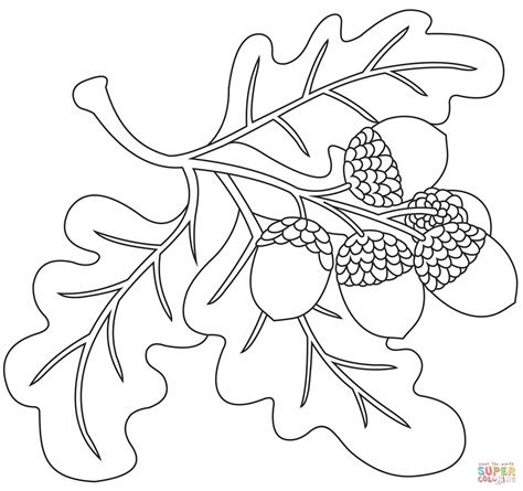 acorn coloring pages free printable