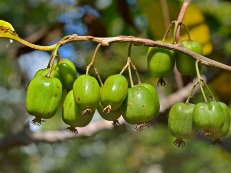 actinidia arguta issai