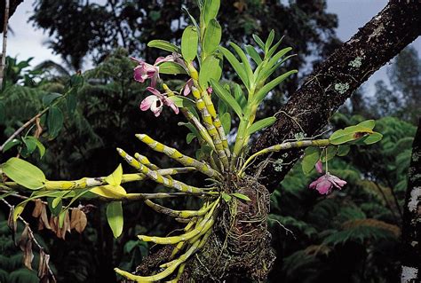 adaptations of epiphytes