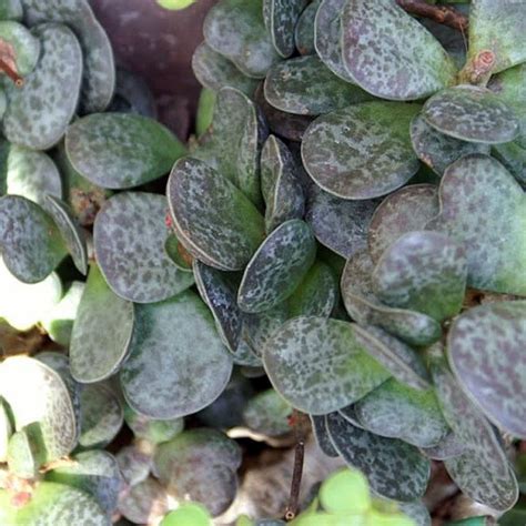 adromischus maculatus