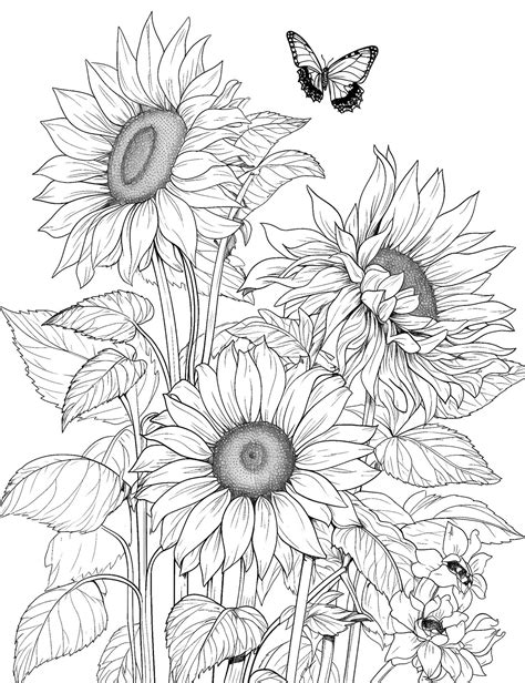 adult coloring pages sunflowers
