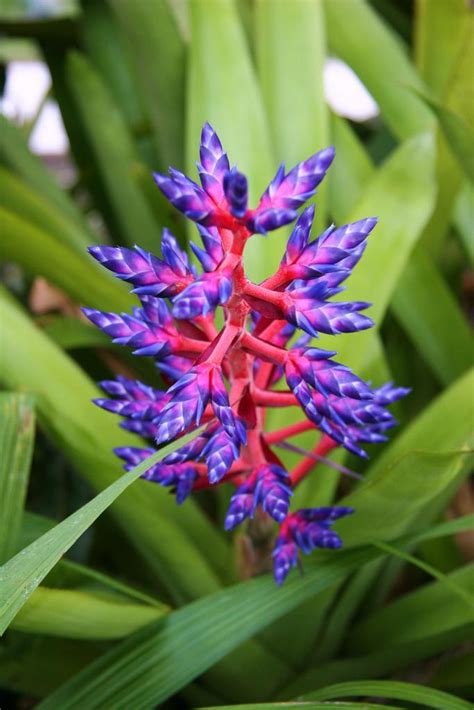 aechmea blue tango