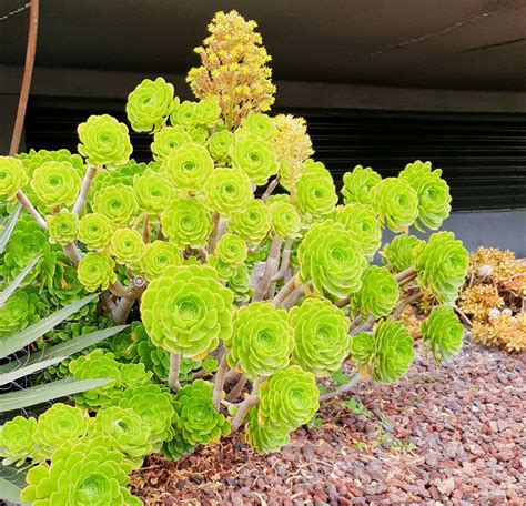 aeonium