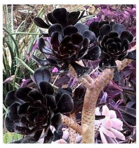 aeonium arboreum black rose
