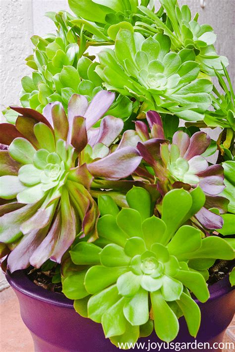 aeonium arboreum care