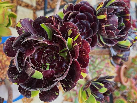 aeonium big bang