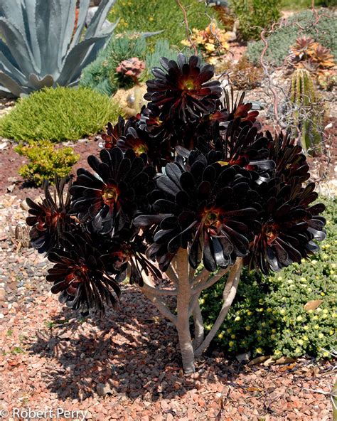 aeonium black rose