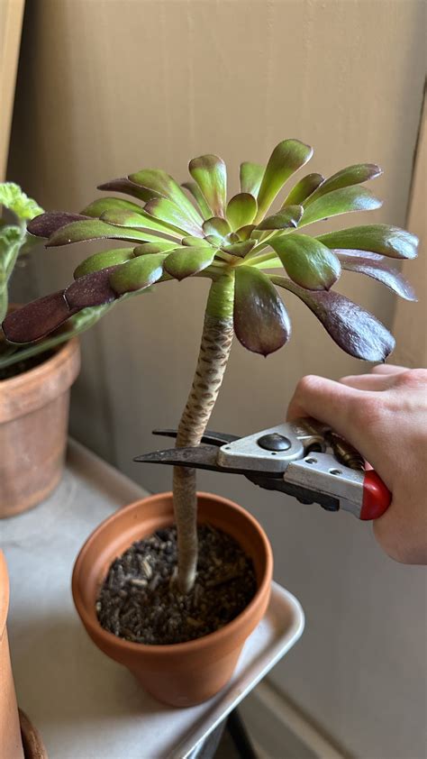aeonium cuttings