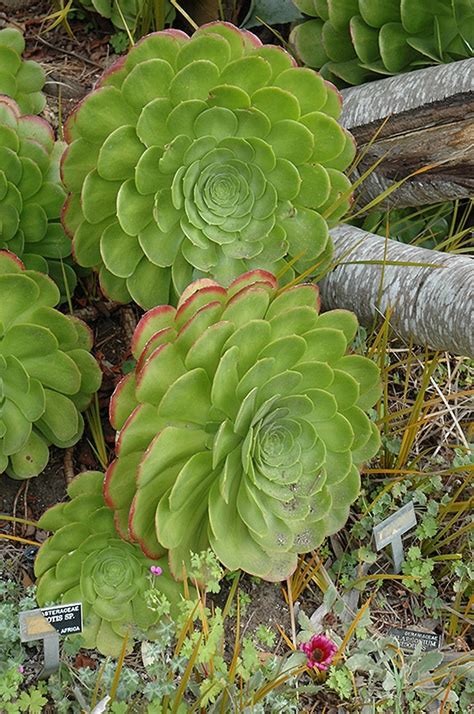 aeonium dinner plate