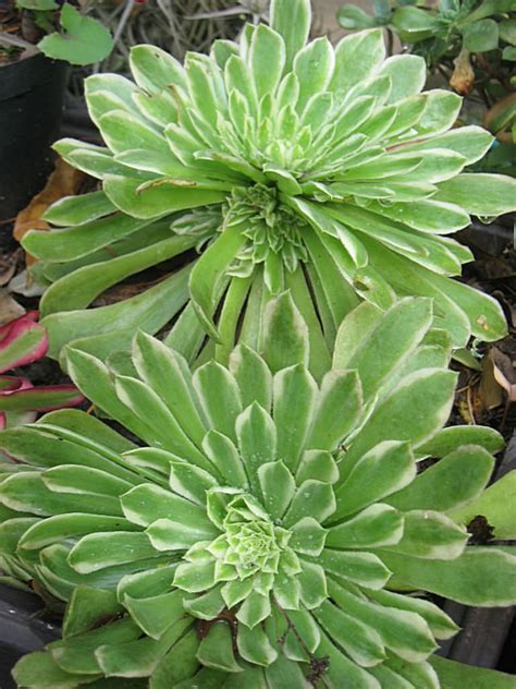 aeonium emerald ice