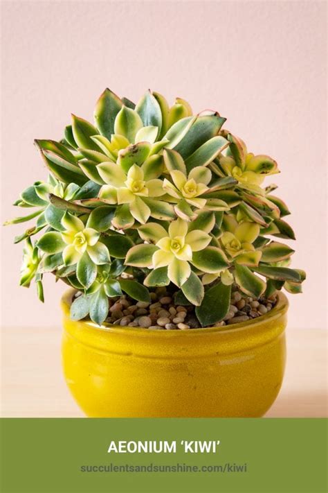 aeonium kiwi care