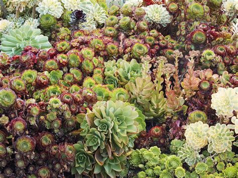 aeonium succulent