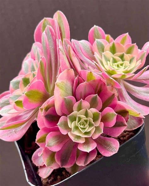 aeonium succulent types