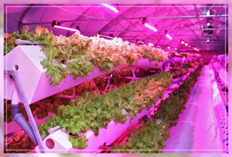 aeroponic farming