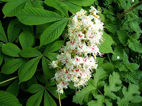 aesculus hippocastanum