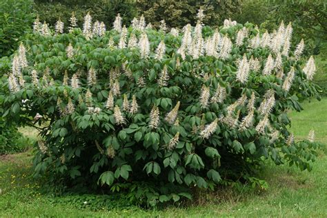 aesculus parviflora