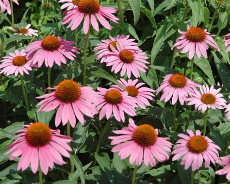 african daisy companion plants