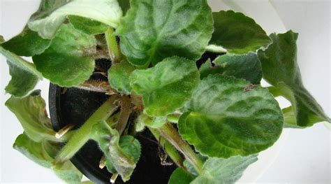 african violet blight control
