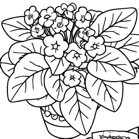 african violet coloring page