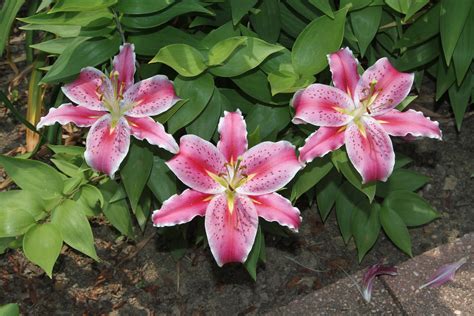 after eight oriental lily