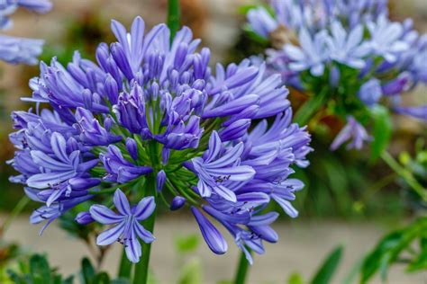 agapanthus lily