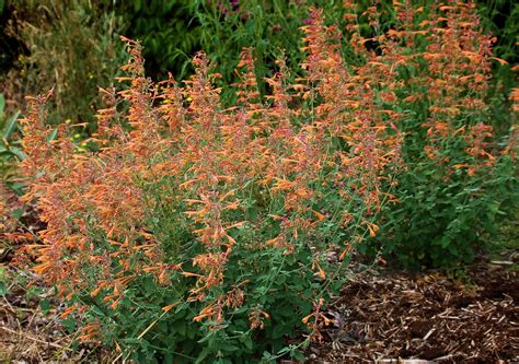 agastache apricot sprite