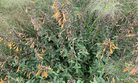 agastache aurantiaca