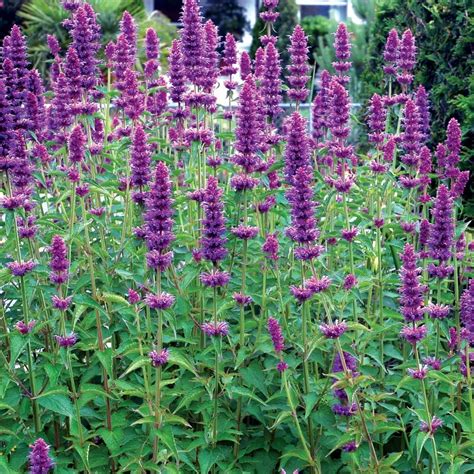agastache blue boa