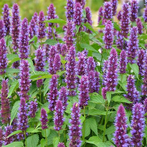 agastache rugosa beelicious purple