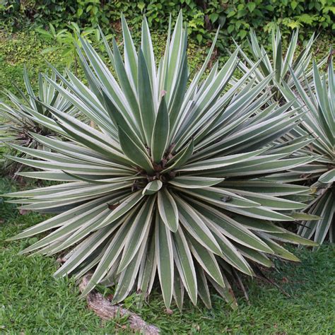 agave marginata