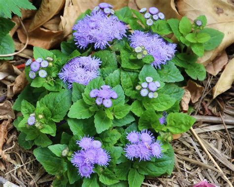 ageratum blue mink