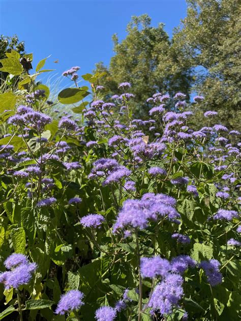 ageratum hardy