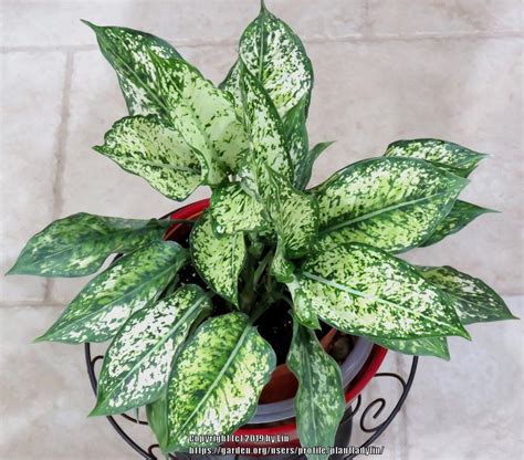 aglaonema osaka