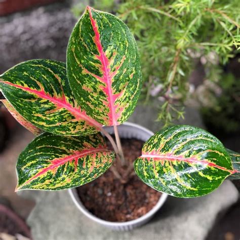 aglaonema red emerald
