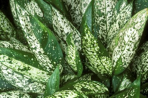 aglaonema variegated