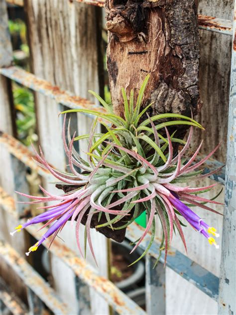 air plants blooming
