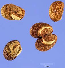 ajuga seeds