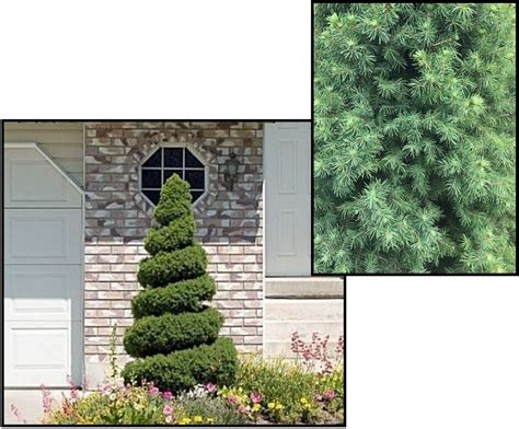 alberta spiral spruce