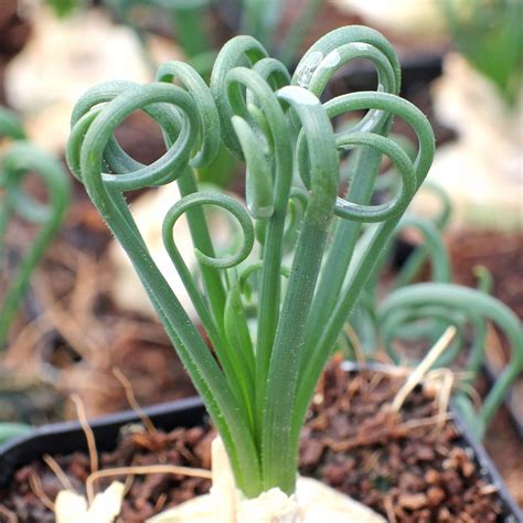 albuca spiralis