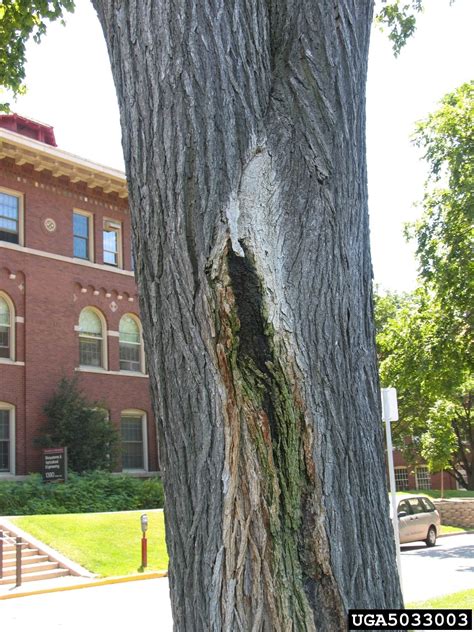 alcoholic flux in trees
