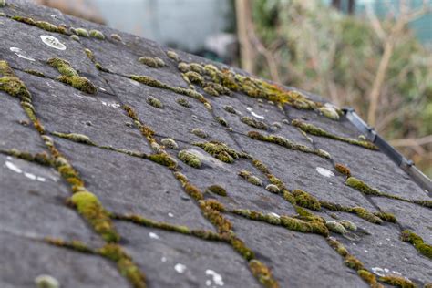 algae on roof