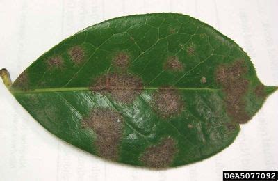 algal leaf spot control