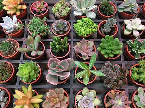all succulents